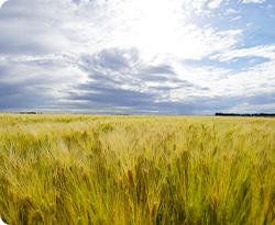 オーストラリアのスーパー大麦の畑