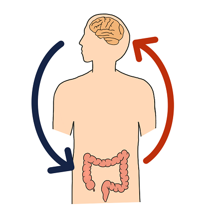 脳腸相関のイメージ図